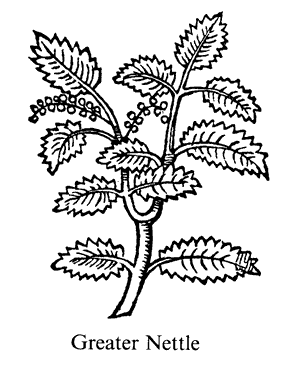 [Nettle]